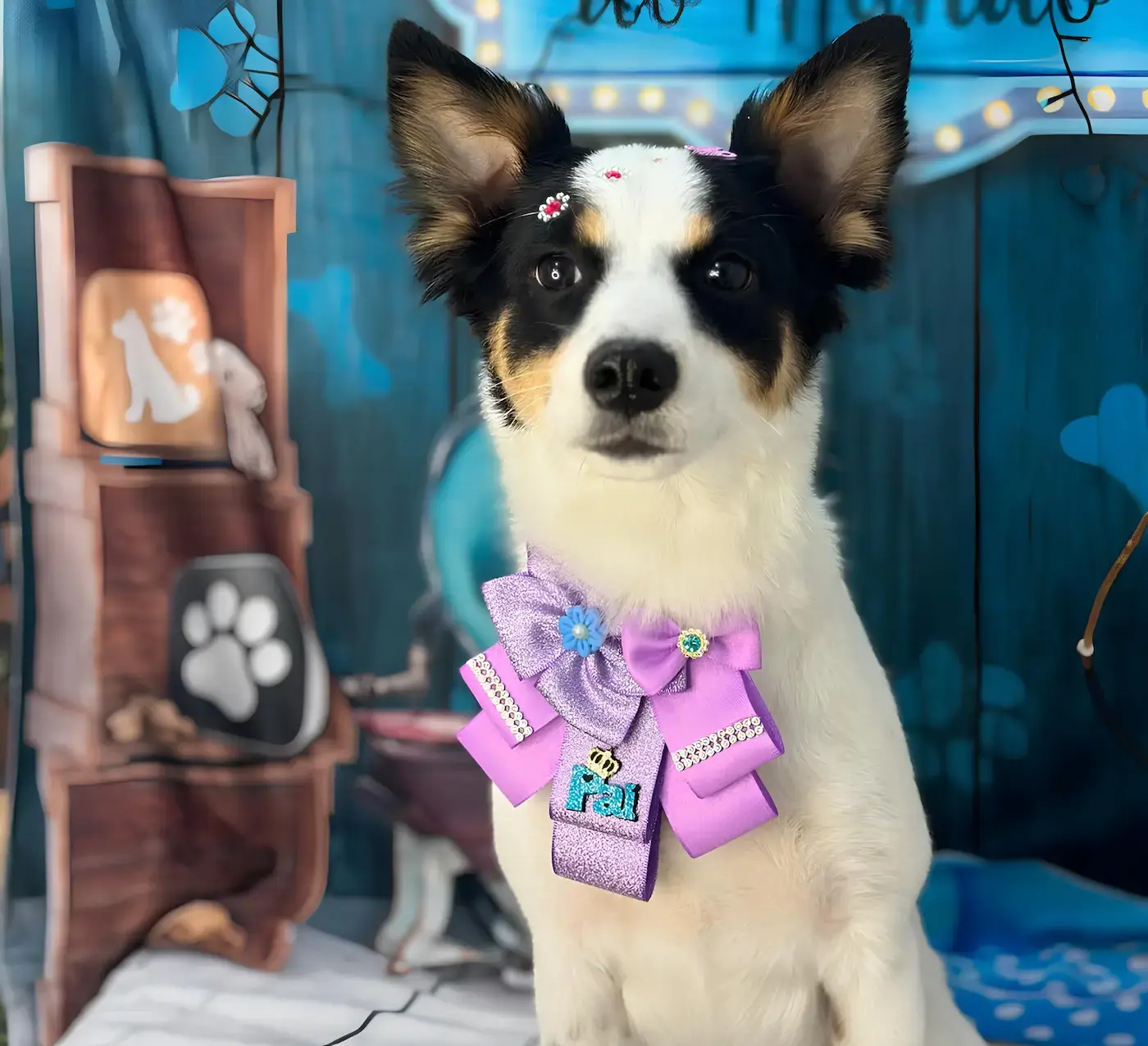 Cachorro bem cuidado com uma bandana elegante da Laços da Gigi